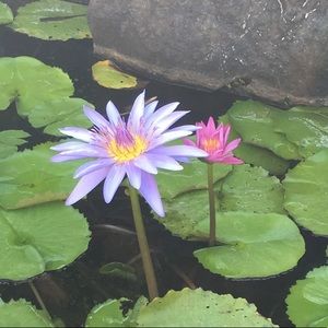 Meet your Posher, Bailey